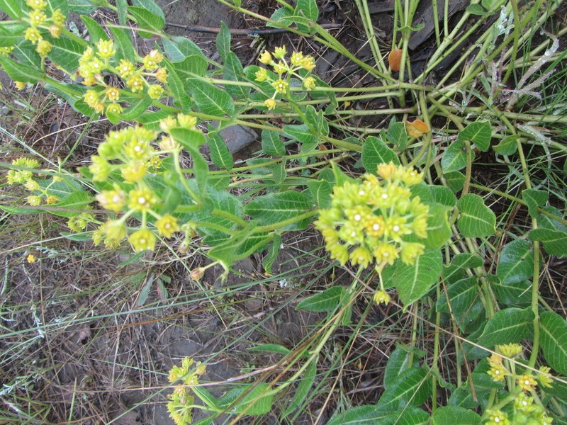 Xysmalobium prunelloides photo 8