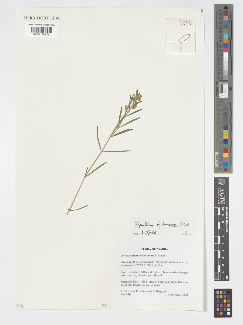 Xysmalobium rhodesianum