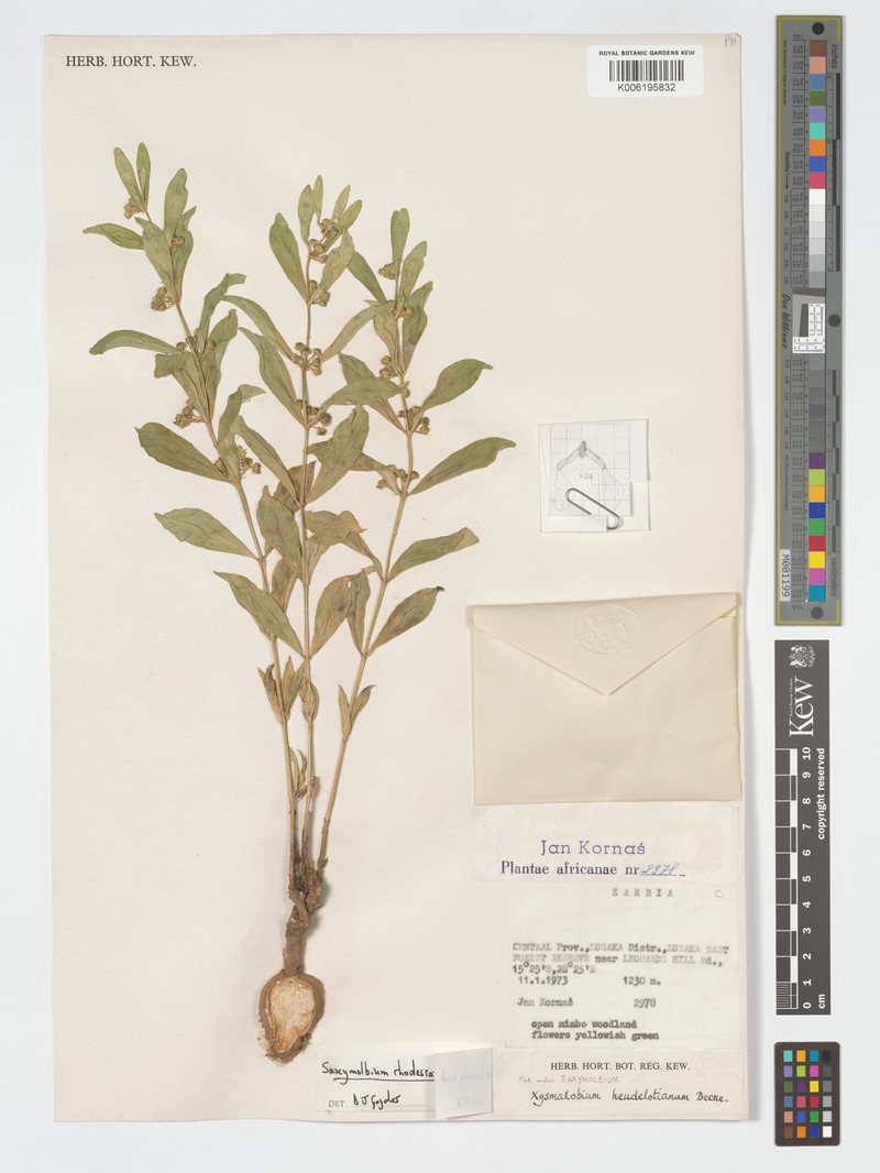 Xysmalobium rhodesianum photo 2