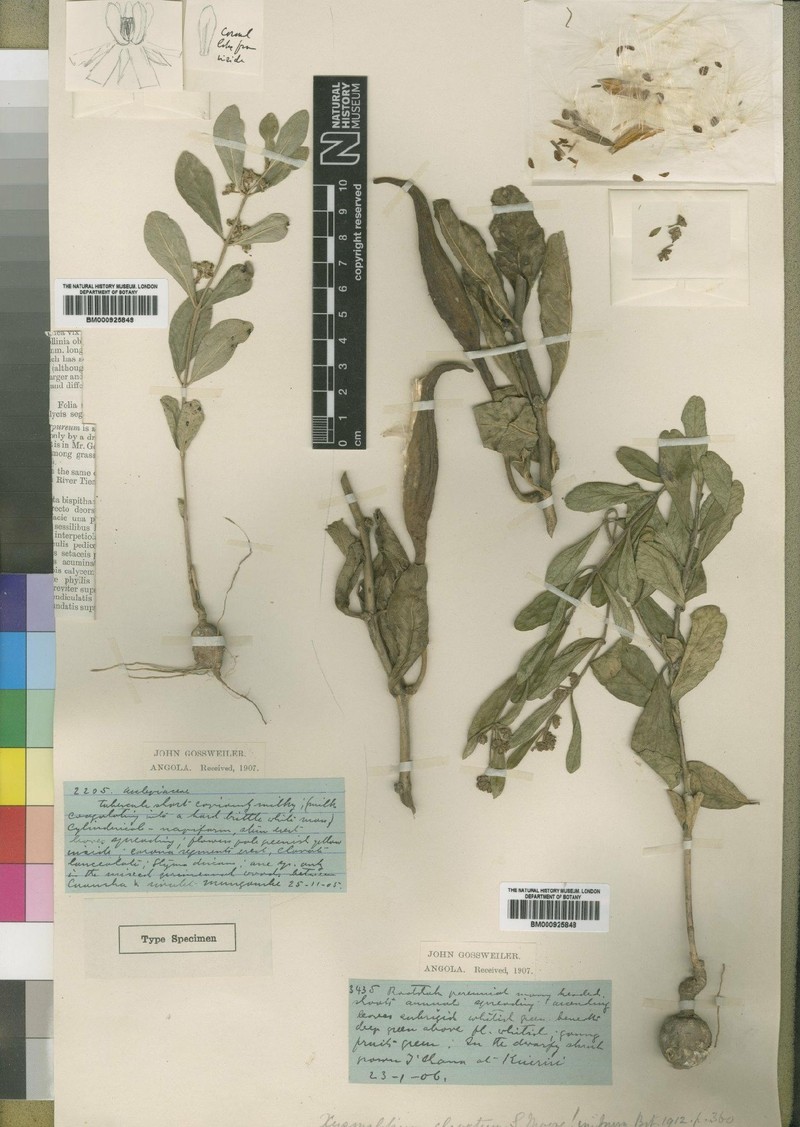 Xysmalobium rhodesianum photo 3