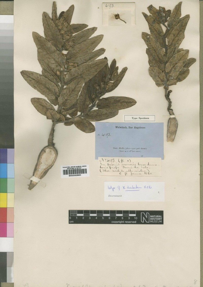Xysmalobium rhomboideum