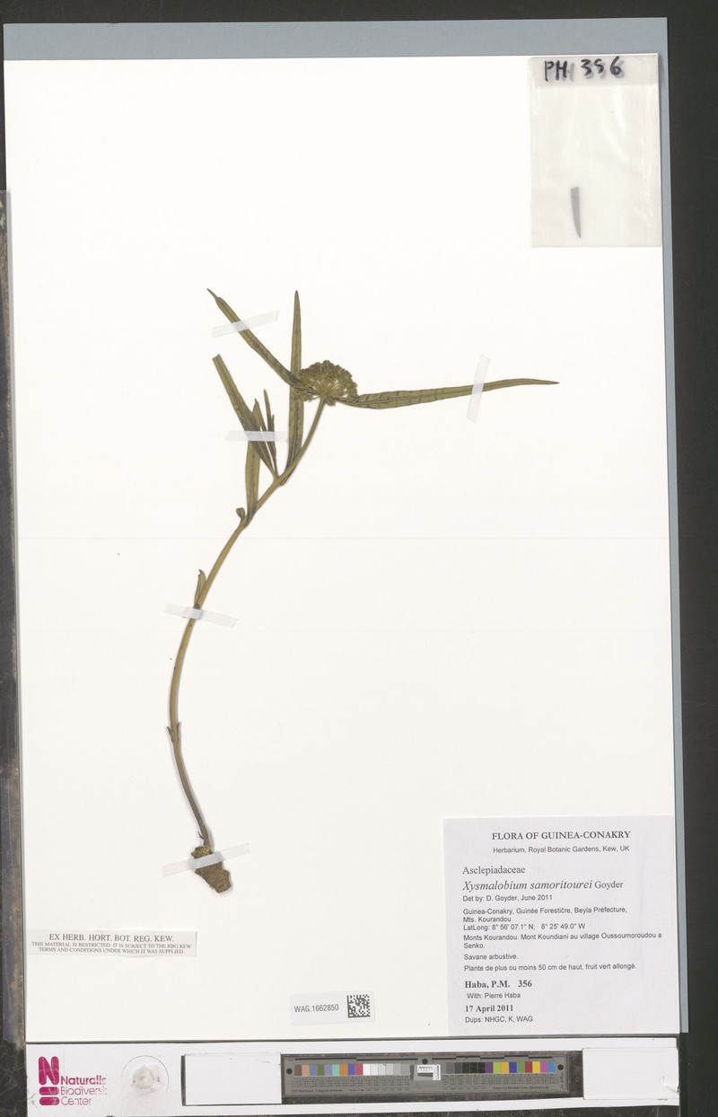 Xysmalobium samoritourei