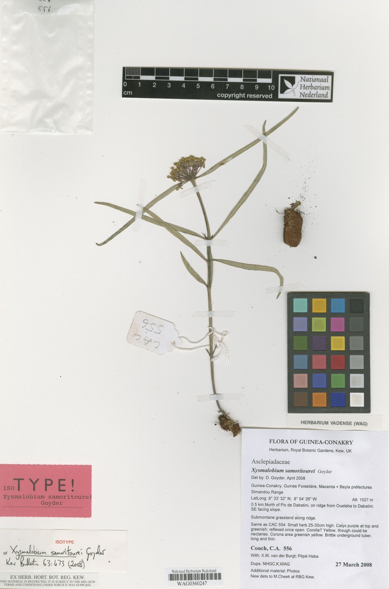 Xysmalobium samoritourei photo 2