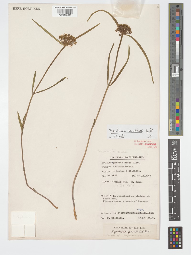 Xysmalobium samoritourei photo 3