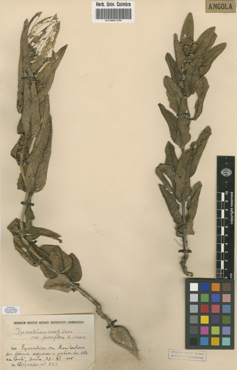 Xysmalobium sessile