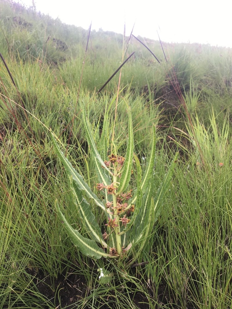 Xysmalobium stockenstromense