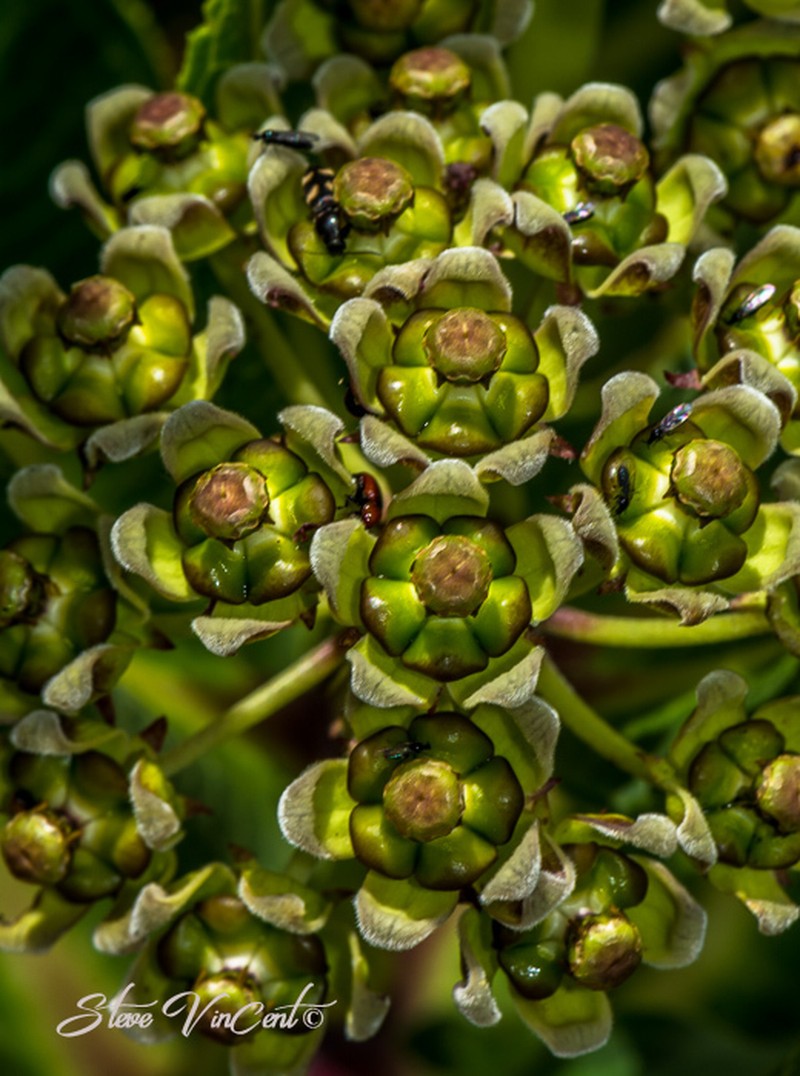 Xysmalobium stockenstromense photo 2
