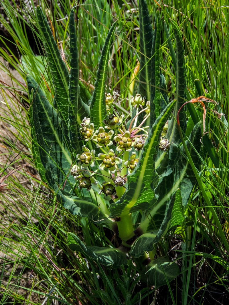 Xysmalobium stockenstromense photo 3