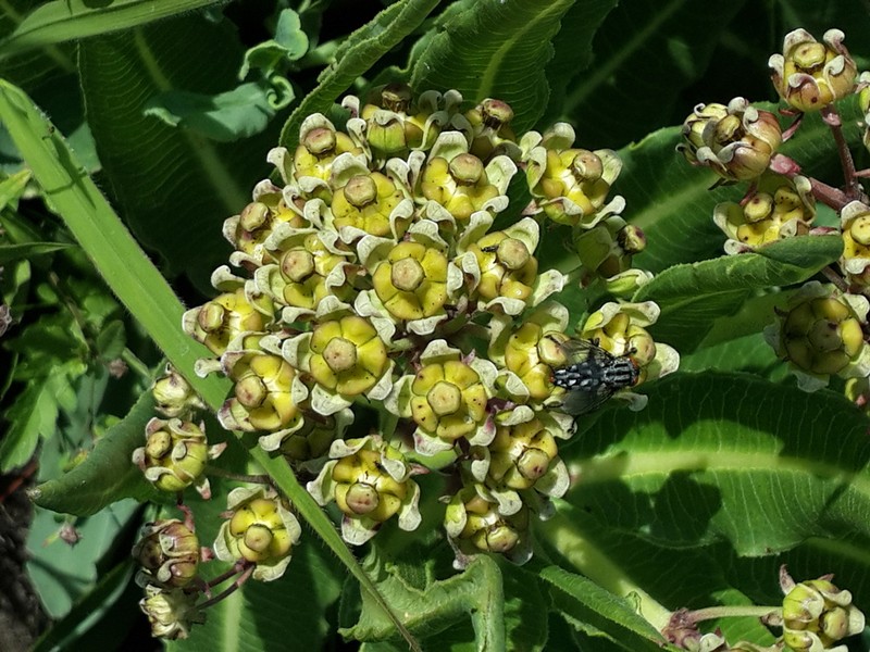 Xysmalobium stockenstromense photo 4