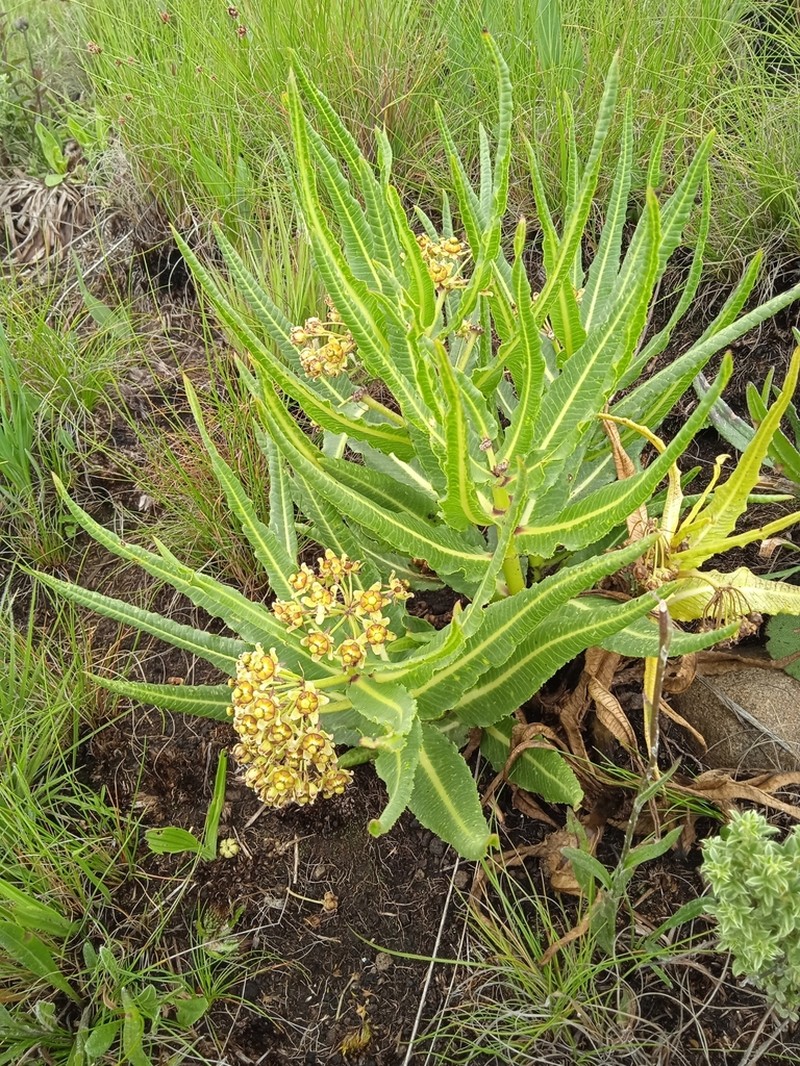 Xysmalobium stockenstromense photo 5