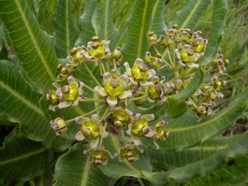 Xysmalobium stockenstromense photo 6