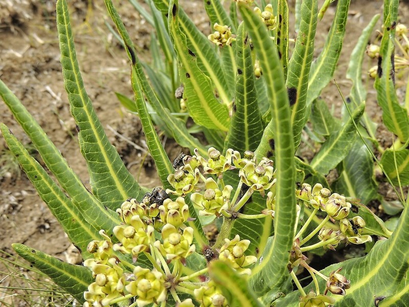 Xysmalobium stockenstromense photo 8