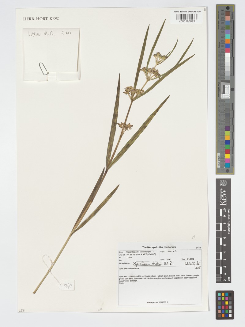Xysmalobium stocksii