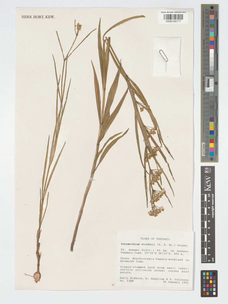 Xysmalobium stocksii photo 2