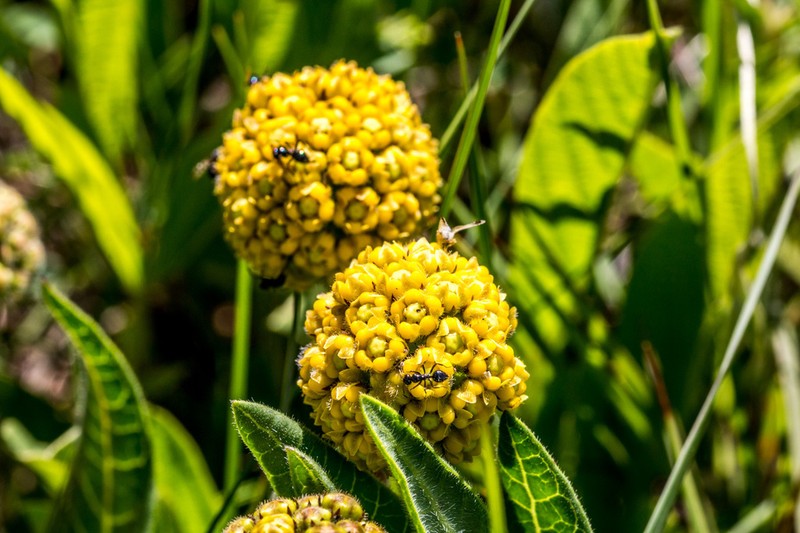 Xysmalobium tysonianum