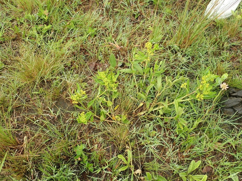 Xysmalobium tysonianum photo 2