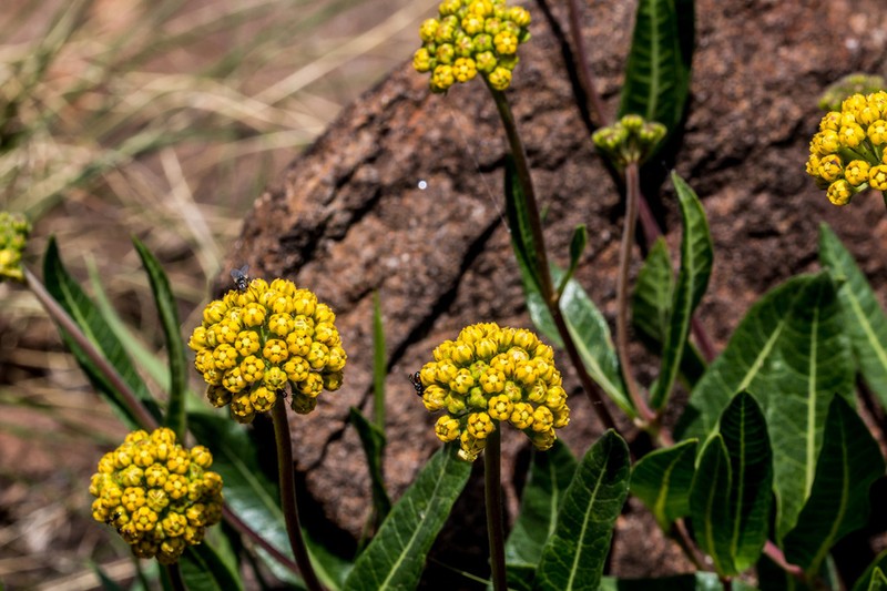 Xysmalobium tysonianum photo 3