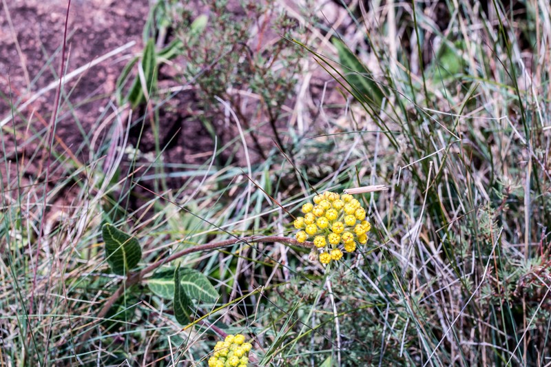 Xysmalobium tysonianum photo 4