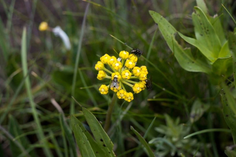 Xysmalobium tysonianum photo 8