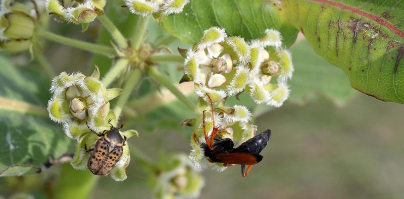 Xysmalobium undulatum