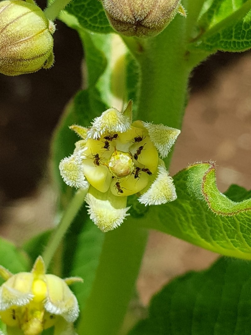 Xysmalobium undulatum photo 2