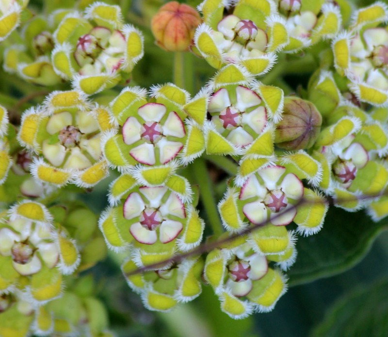 Xysmalobium undulatum photo 3