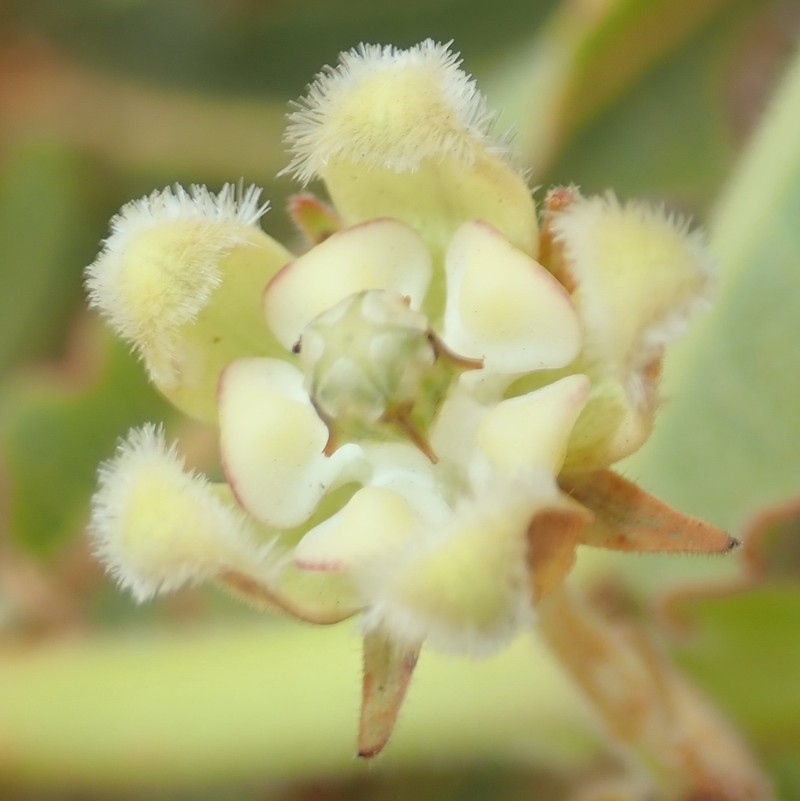 Xysmalobium undulatum photo 4