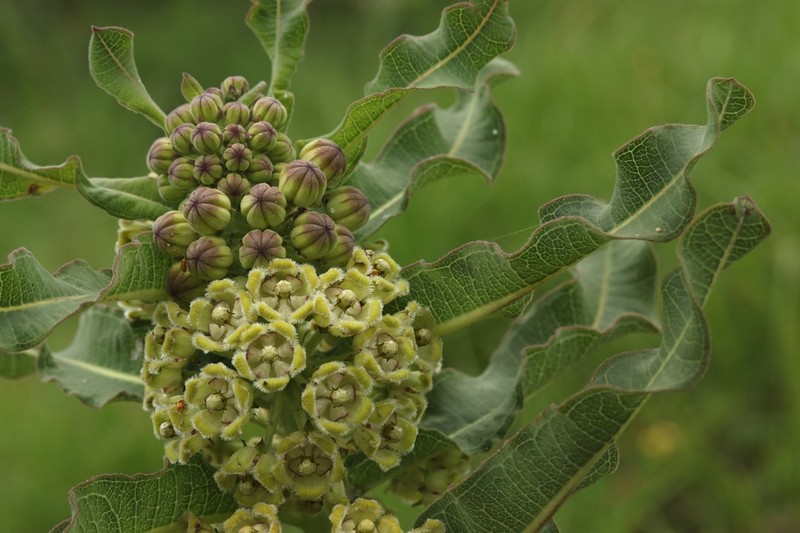Xysmalobium undulatum photo 5