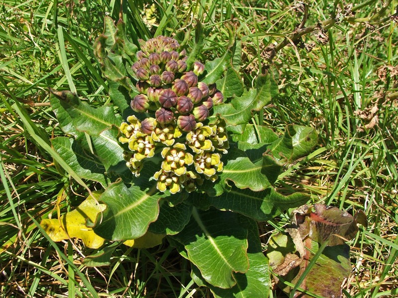 Xysmalobium undulatum photo 6