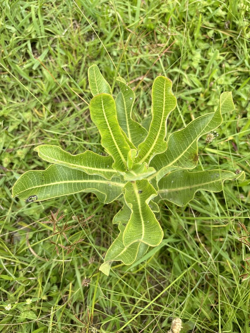 Xysmalobium undulatum photo 7