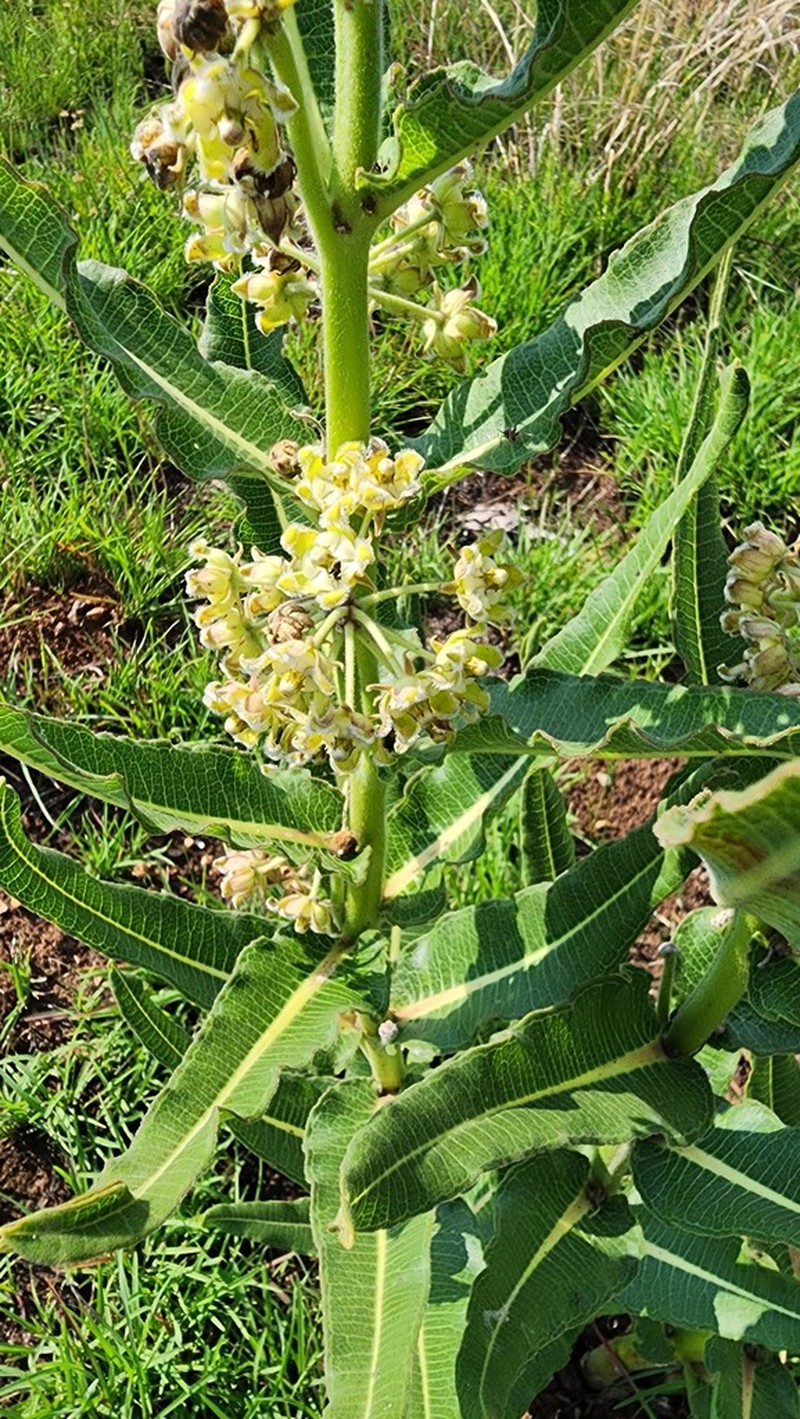 Xysmalobium undulatum photo 8