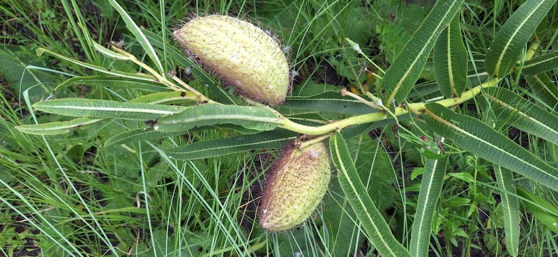 Xysmalobium undulatum var. ensifolium