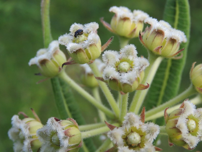 Xysmalobium undulatum var. ensifolium photo 2