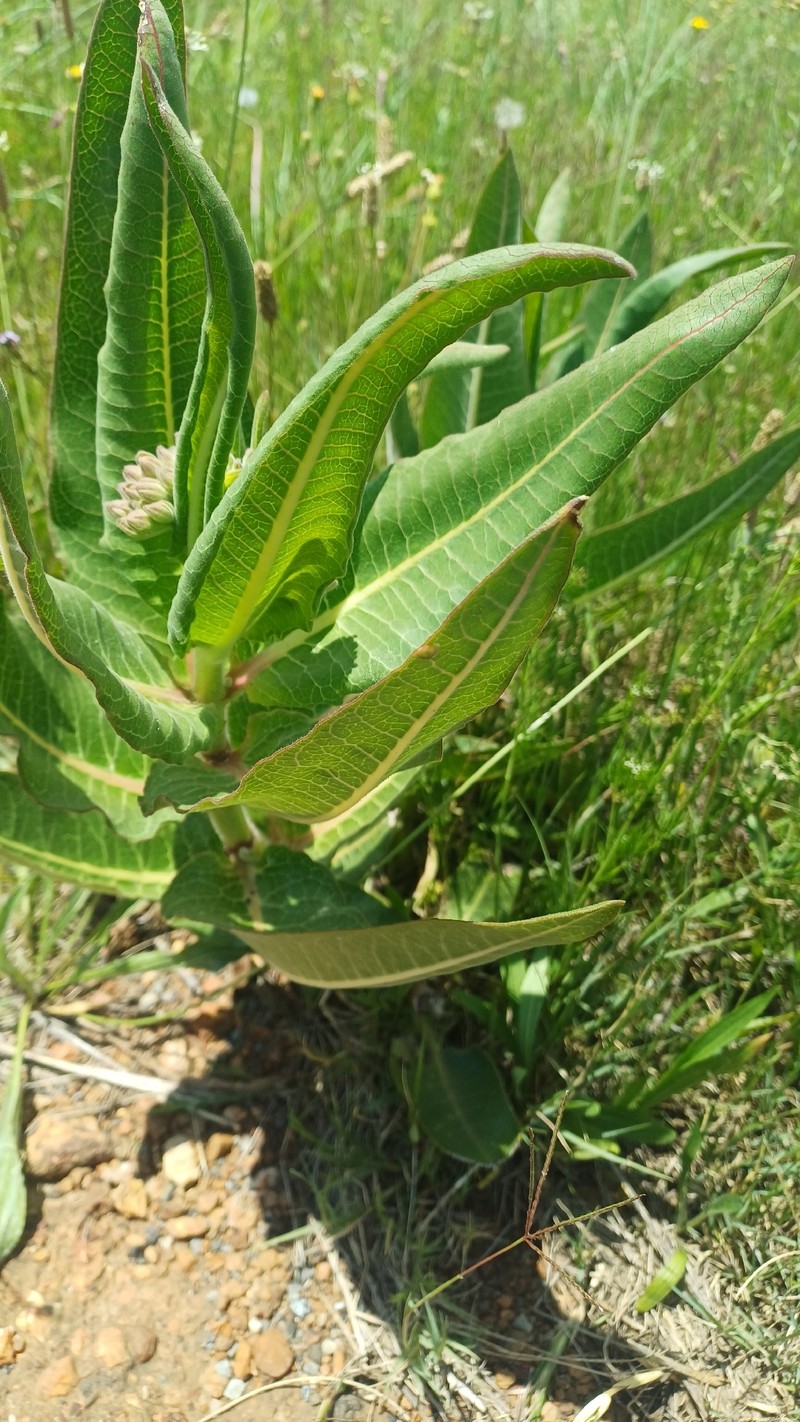 Xysmalobium undulatum var. undulatum