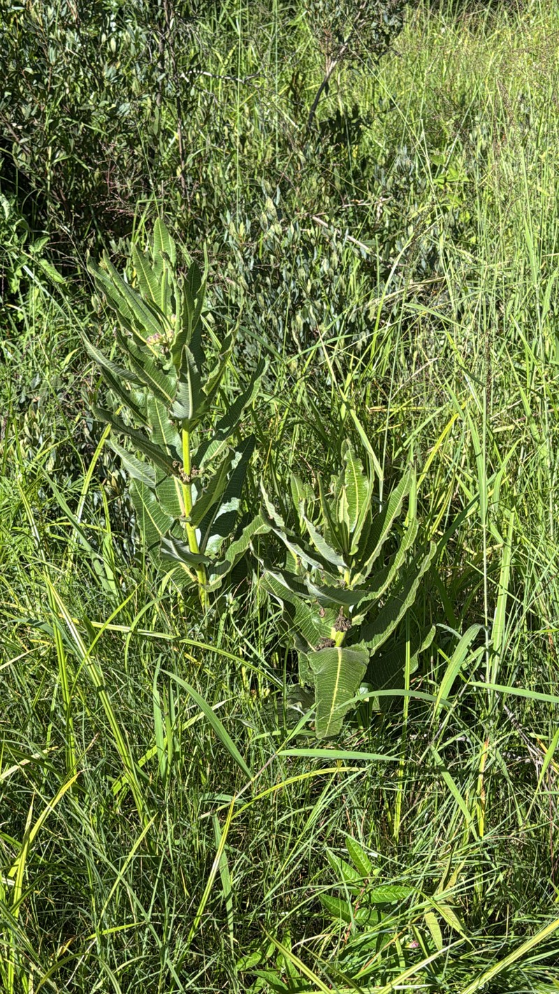 Xysmalobium undulatum var. undulatum photo 2