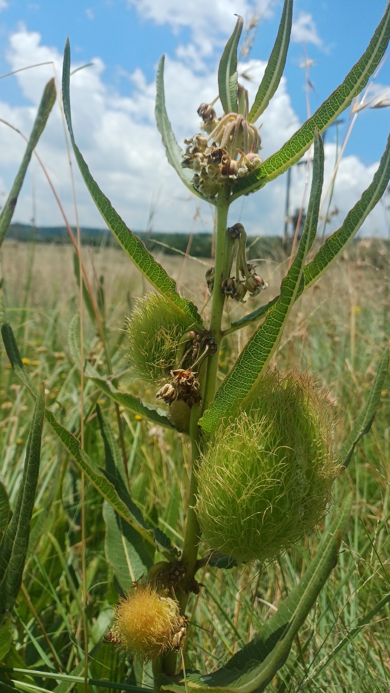 Xysmalobium undulatum var. undulatum photo 3