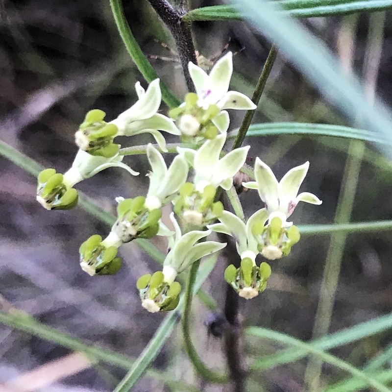 Xysmalobium zeyheri