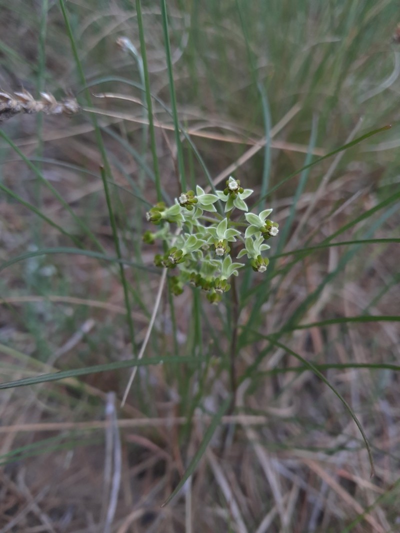 Xysmalobium zeyheri photo 2