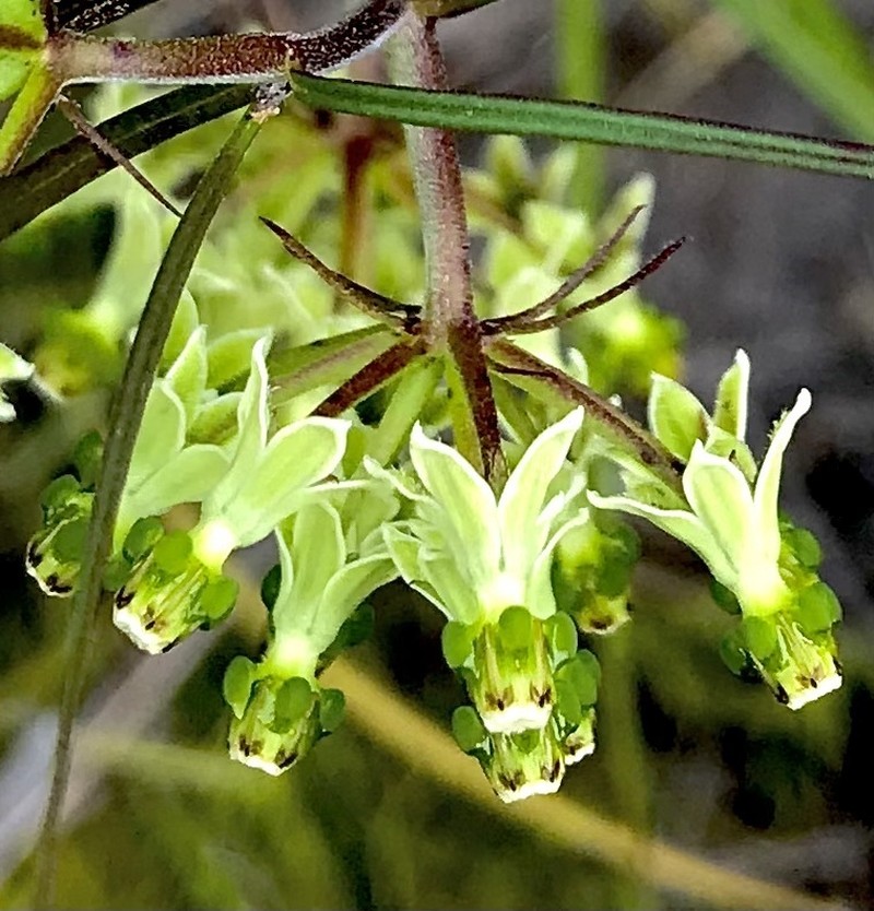 Xysmalobium zeyheri photo 4