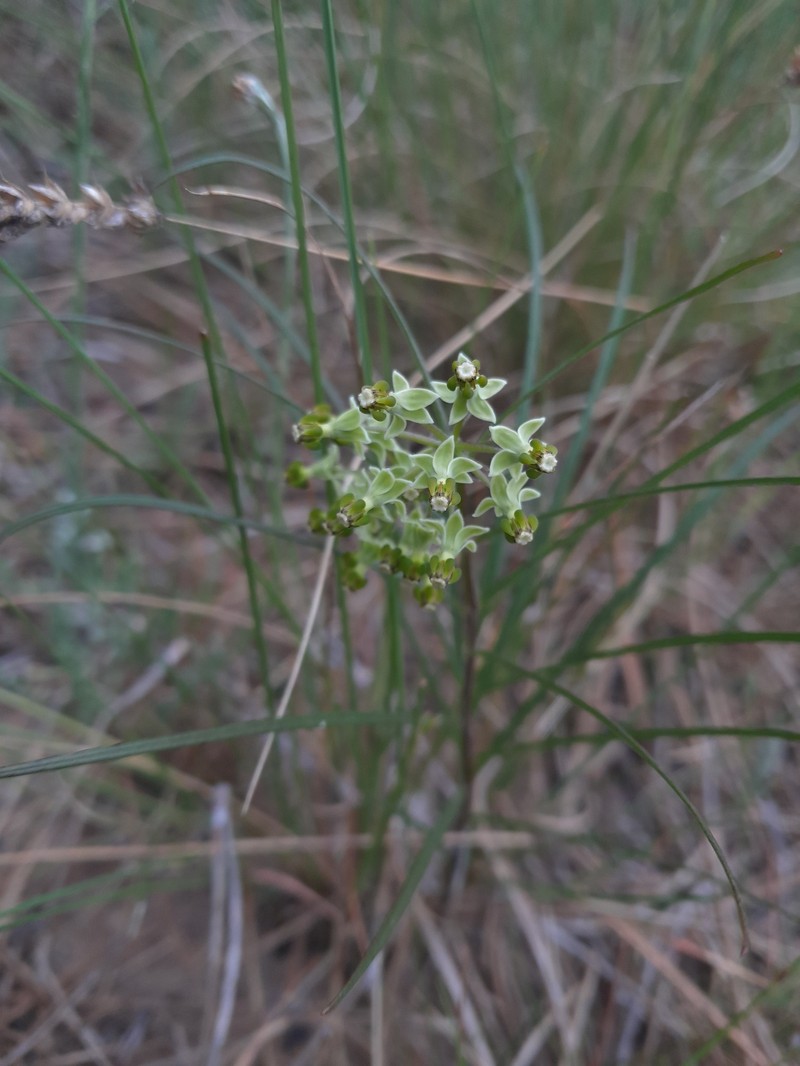 Xysmalobium zeyheri photo 6