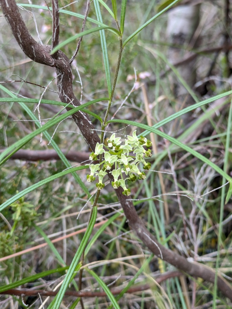 Xysmalobium zeyheri photo 7