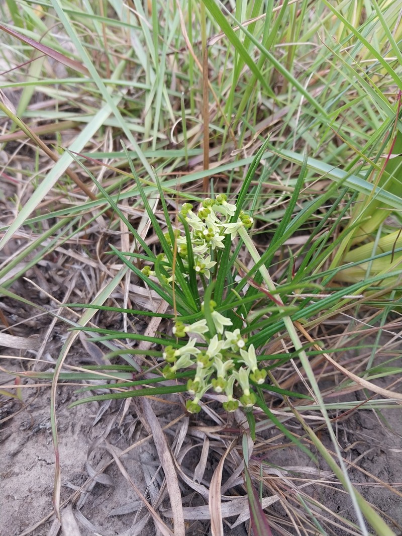 Xysmalobium zeyheri photo 8