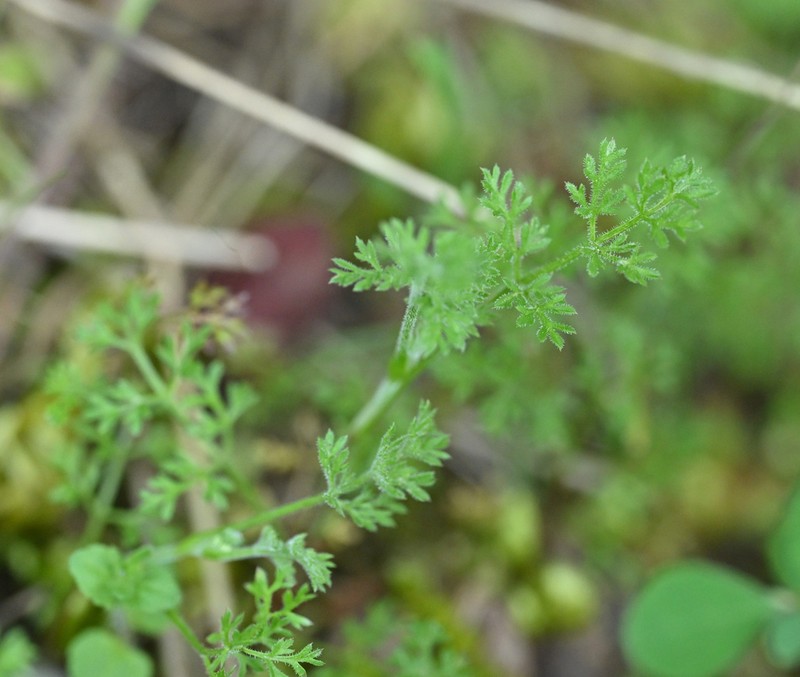 False Carrot photo 4
