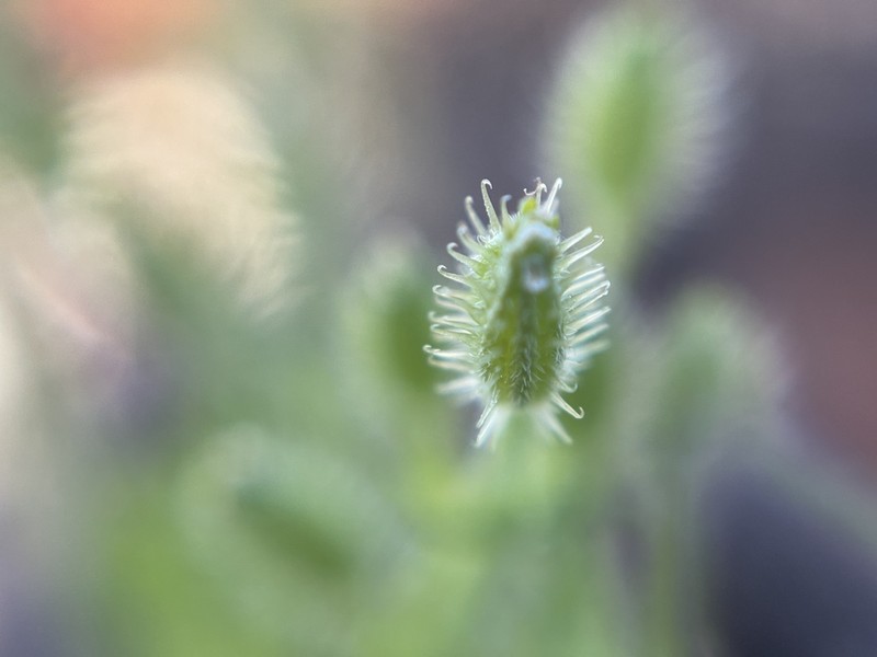 False Carrot photo 5