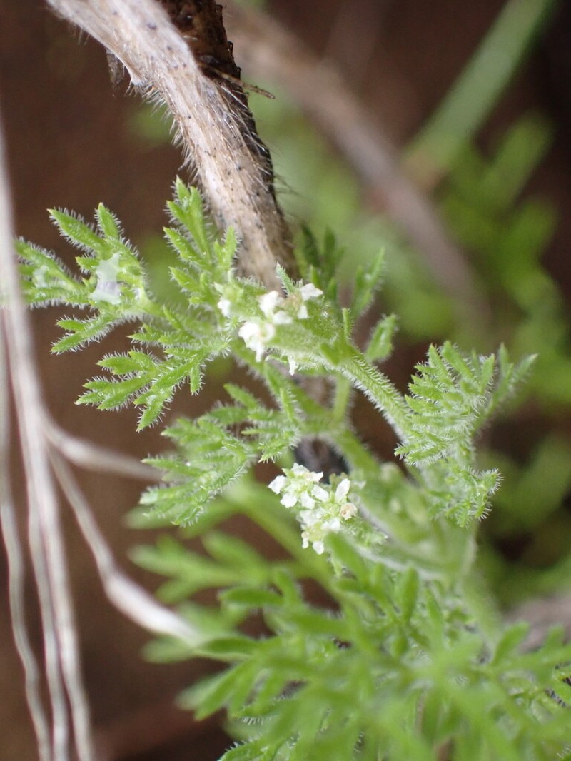 False Carrot photo 6