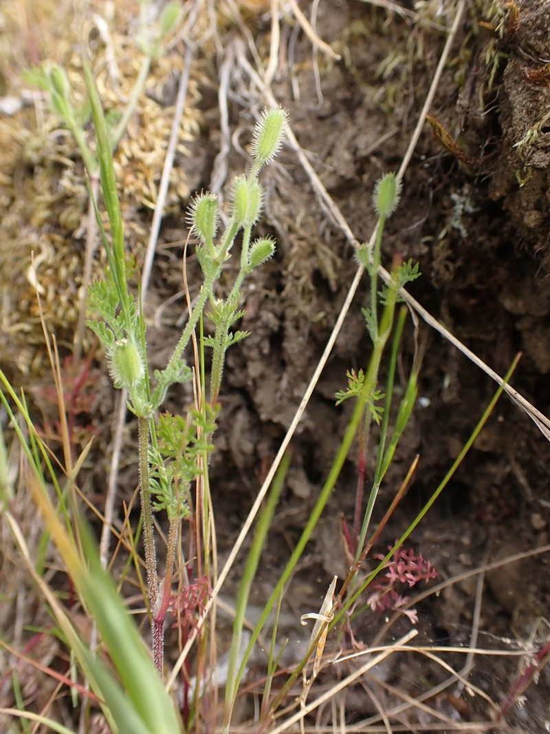 False Carrot photo 7