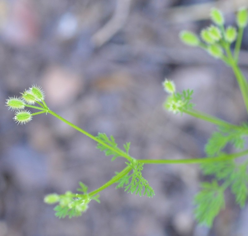 False Carrot photo 8
