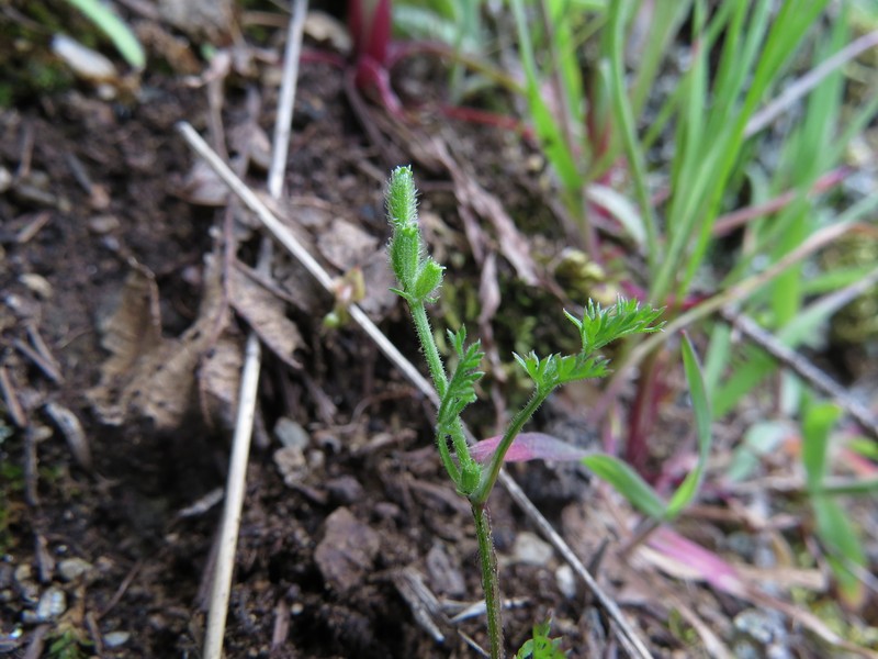 False Carrot photo 2