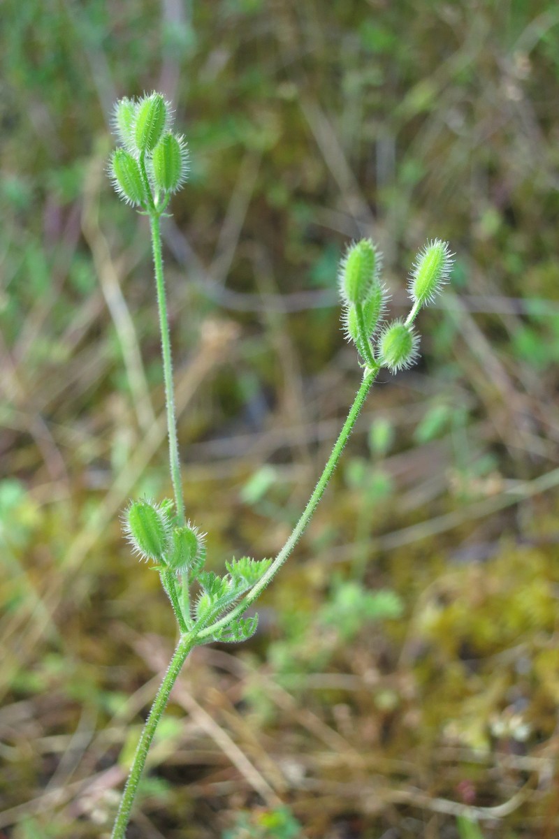 False Carrot