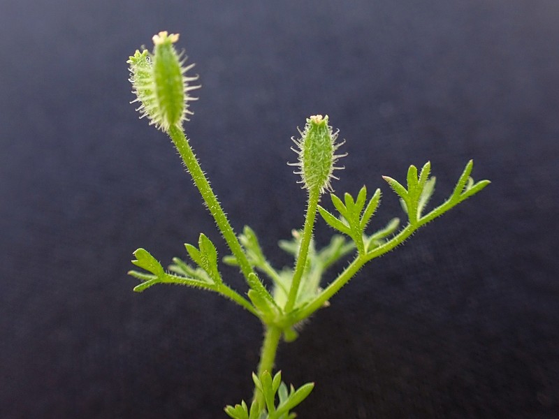 False Carrot photo 3